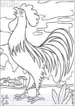 coloriage-coq-1
